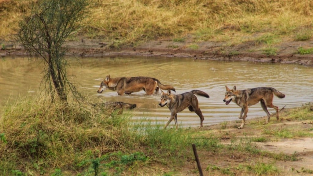 wolves in forests of Gujarat | ગુજરાતના જંગલોમાં વરૂ : સોફ્ટ રિલીઝ’ પછી, વન વિભાગ વરુને જંગલમાં મુક્ત કરવાની નજીક wolves in forests of Gujarat | ગુજરાતના જંગલોમાં વરૂ : સોફ્ટ રિલીઝ’ પછી, વન વિભાગ વરુને જંગલમાં મુક્ત કરવાની નજીક