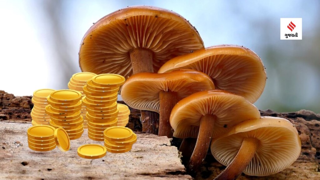 મશરૂમ માંથી મળશે સોનું, વૈજ્ઞાનિકોએ કર્યો દાવો; જાણો ભારતમાં આ મશરૂમ ક્યાં ઉગે છે ?