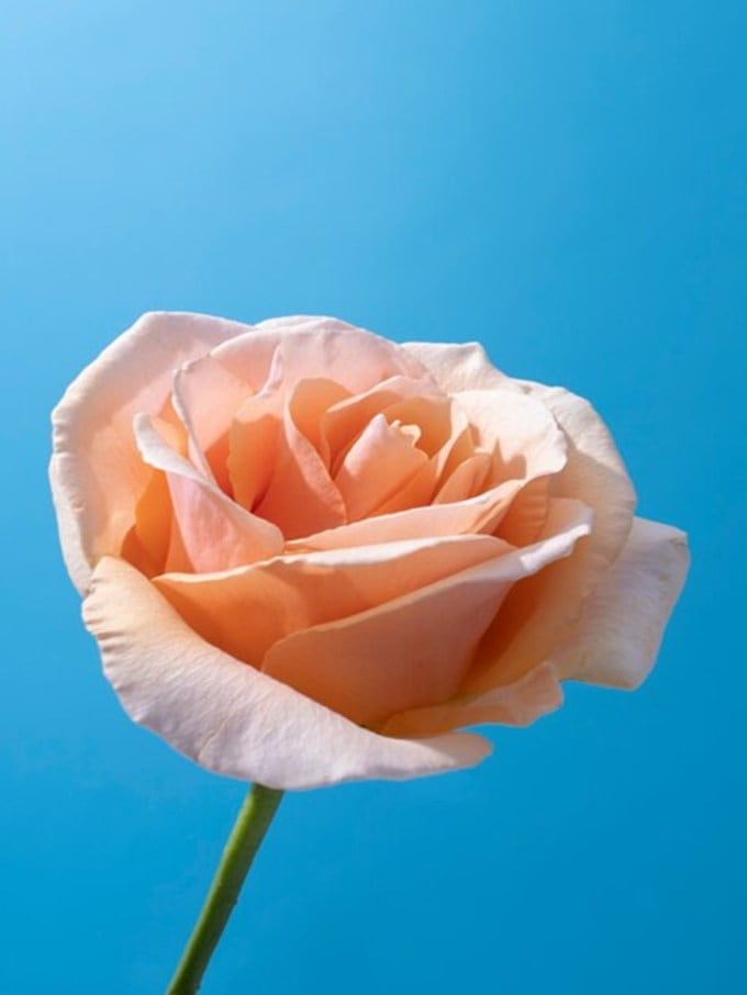 <strong>પીચ ગુલાબનો અર્થ (Peach Rose Meaning)</strong><br>રોઝ ડે પર, જો તમને કોઇ પીચ રંગનું ગુલાબ આપે, તો સમજવું કે તે આપનાર વ્યક્તિ તમારો આભાર વ્યક્ત કરવા ઇચ્છે છે. તેમજ જો તમે કોઈને કંઈક વિશેષ વાત માટે ધન્યવાદ કહેવા માંગો છો તો તેમને પીચ રંગનું ગુલાબ ગીફ્ટ આપી શકો છો. તેનાથી વિપરીત કોઇની સુંદરતાના વખાણમાં પણ આ રંગનું ગુલાબ આપી શકો છો. (Photo - Freepik)