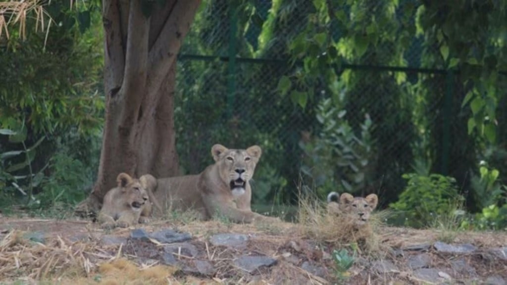 ગુજરાત વિધાનસભા: સિંહના મૃત્યુમાં વધારો, કાયમી પશુચિકિત્સકોની 80 ટકા જગ્યાઓ ખાલી