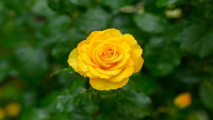 <strong>પીળા ગુલાબનો અર્થ (Yellow Rose Meaning)</strong><br>જો કોઈ તમને રોઝ ડે પર પીળું ગુલાબ આપે તો સમજી લેવું કે તે તમારી તરફ મિત્રતાનો હાથ લંબાવવા માંગે છે. હકીકતમાં પીળા ગુલાબને મિત્રતાનું પ્રતિક માનવામાં આવે છે. જો તમે કોઈની સાથે મિત્રતા કરવા માંગો છો, તો તમે તેને પીળું ગુલાબ આપી શકો છો. (Photo - Freepik)
