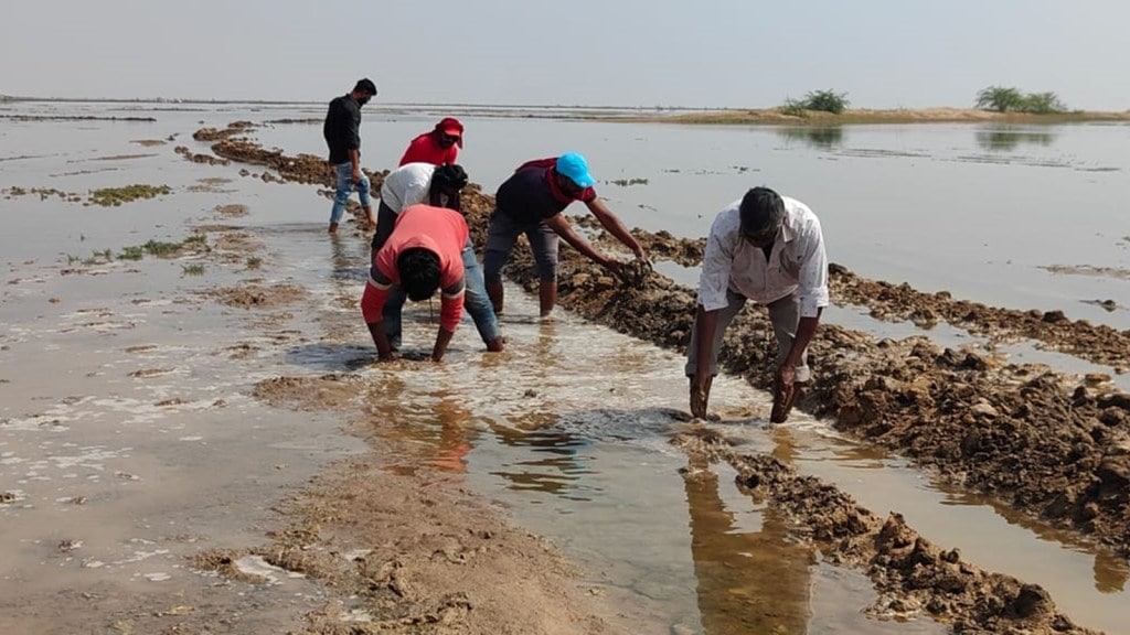 નર્મદાનું પાણી કચ્છના નાના રણમાં મીઠાના ભંડારને નષ્ટ કરી રહ્યું : અગરિયાઓ નર્મદાનું પાણી કચ્છના નાના રણમાં મીઠાના ભંડારને નષ્ટ કરી રહ્યું : અગરિયાઓ