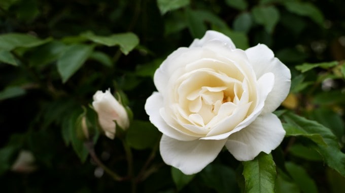 <strong>સફેદ ગુલાબનો અર્થ (White Rose Meaning)</strong><br>સફેદ રંગનું ગુલાબ શાંતિનું પ્રતીક છે. આવી સ્થિતિમાં, જો તમે તમારી નારાજગી દૂર કરીને કોઈની સાથે નવી શરૂઆત કરવા માંગો છો, અથવા કોઇ ઝડઘો કે વિવાદને સમાપ્ત કરવા માંગો છો, તો તમે તેને રોઝ ડે પર સફેદ ગુલાબ ગિફ્ટ કરી શકો છો. (Photo - Freepik)