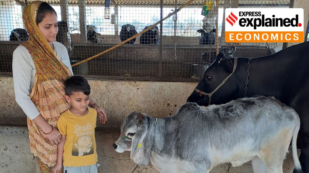 શ્વેત ક્રાંતિ 2.0 કેવી રીતે લાવી શકાય? શું છે પડકારો? શ્વેત ક્રાંતિ 2.0 કેવી રીતે લાવી શકાય? શું છે પડકારો?