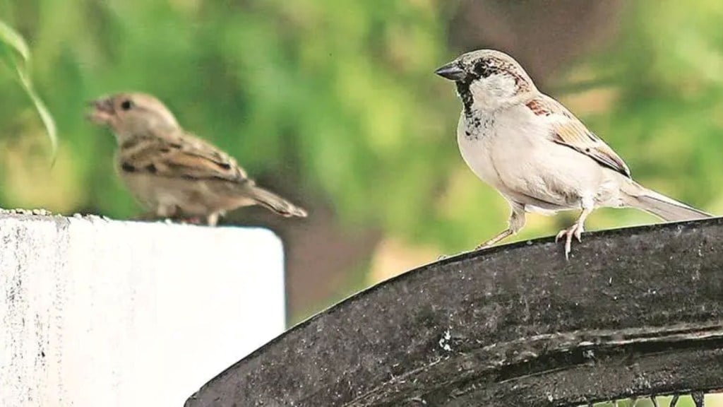 World Sparrow Day 2024, વિશ્વ ચકલી દિવસ : એક સમયે ઘર આંગણે કલરવ કરતી ચકલીઓ હવે લુપ્ત થવાના આરે World Sparrow Day 2024, વિશ્વ ચકલી દિવસ : એક સમયે ઘર આંગણે કલરવ કરતી ચકલીઓ હવે લુપ્ત થવાના આરે