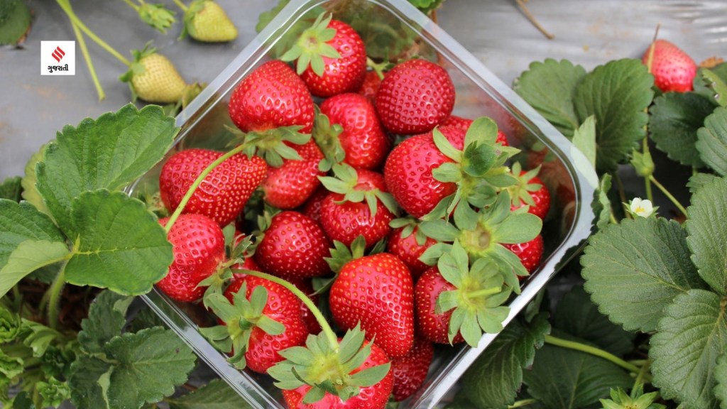 summer fruits diet how to stay hydrated in summer health tips in gujarati