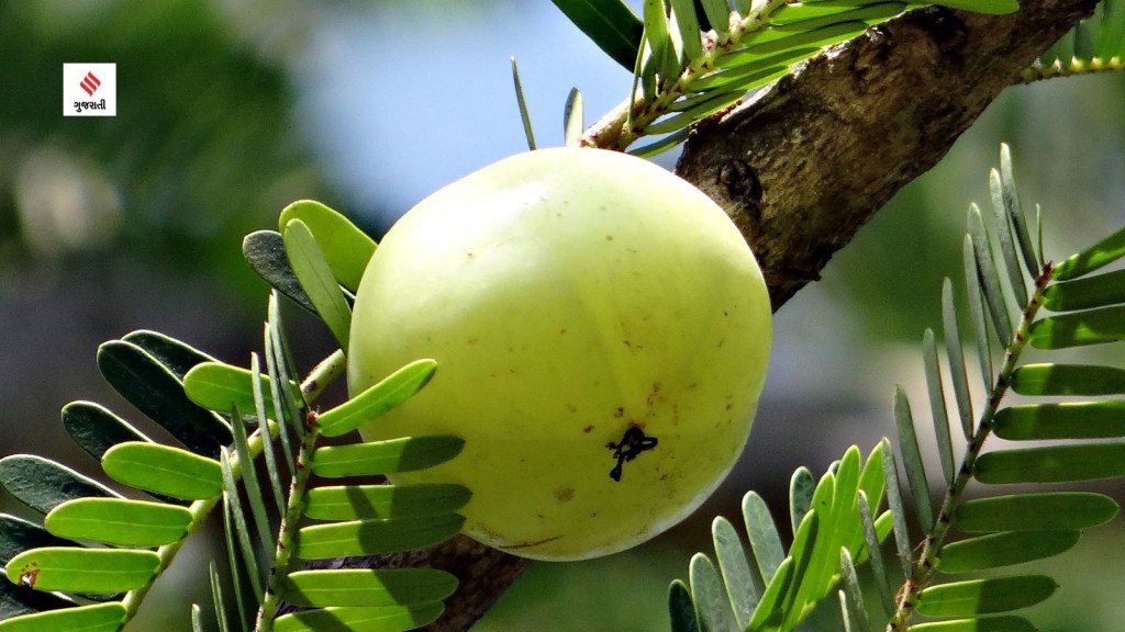 Hair Care Tips is amla powder with coconut oil good for hair growth home remedies health tips in gujarati
