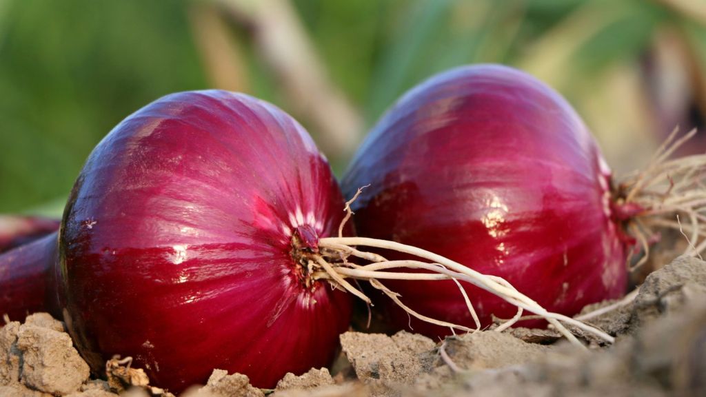 Summer Health Tips | Summer Diet Tips | Summer Food Tips | Onion | Onion Consomme Benefits In Summer | Onion recipes | Onion