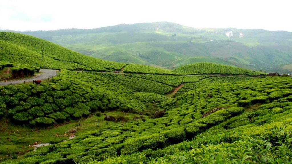kerala summer vacation | Kerala Top 5 Hill Stations | kerala famous tourist places | munnar hill stations | best summer vacation destination in kerala