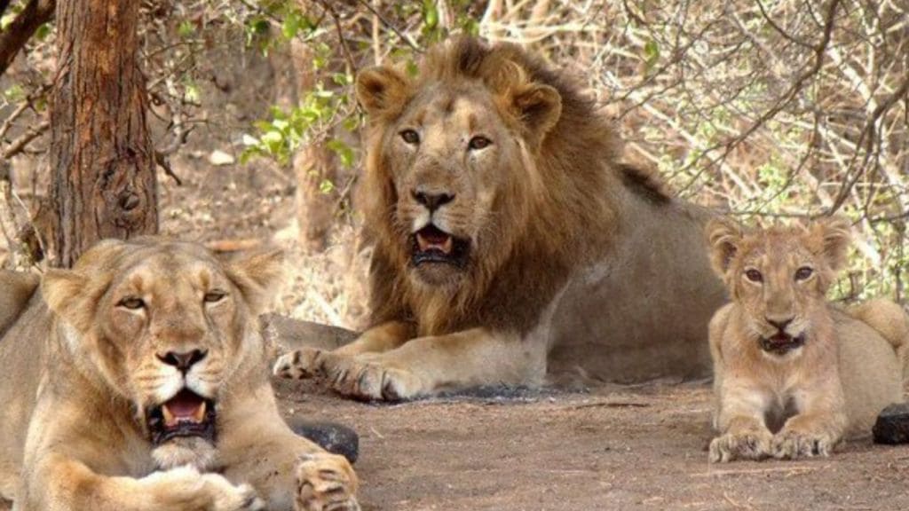 World Lion Day 2024 : વિશ્વ સિંહ દિવસ કેમ મનાવવામાં આવે છે, જાણો ઇતિહાસ અને મહત્વ