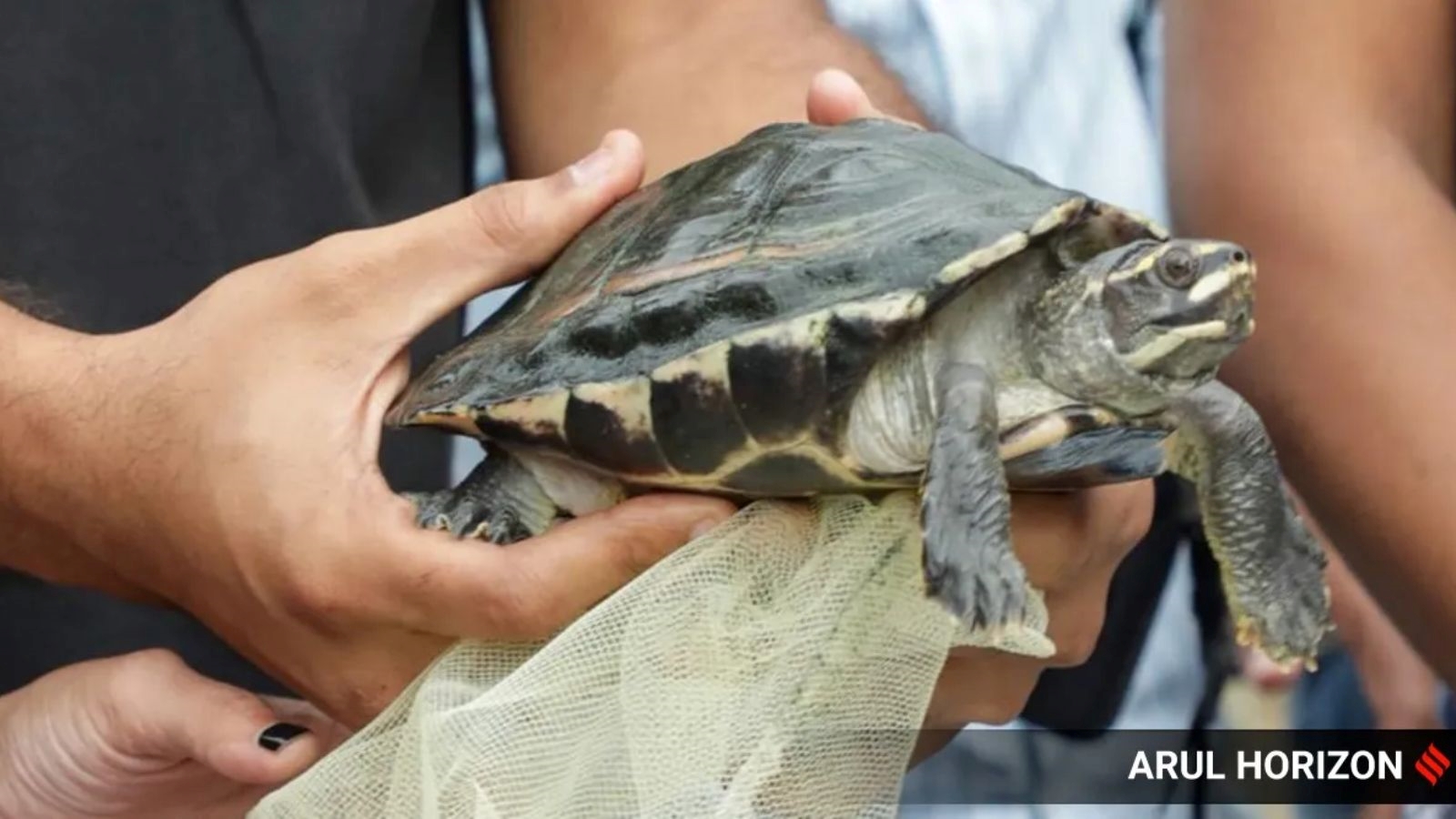 World Turtle Day 2024 : વિશ્વ કાચબા દિવસની ઉજવણી કેમ કરવામાં આવે છે ...