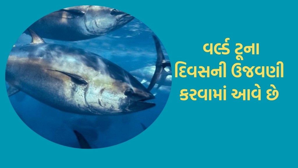 World Tuna Day 2024 : આજે વર્લ્ડ ટૂના દિવસ, વર્લ્ડ ટૂના દિવસ એટલે શું? કેમ આ દિવસની ઉજવણી કરાય છે? World Tuna Day 2024 : આજે વર્લ્ડ ટૂના દિવસ, વર્લ્ડ ટૂના દિવસ એટલે શું? કેમ આ દિવસની ઉજવણી કરાય છે?