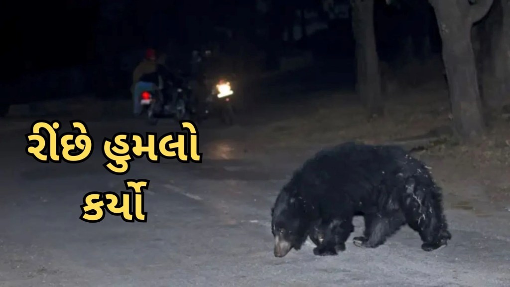 ગુજરાત: રીંછ નો માણસ પર હુમલો, ઈજાગ્રસ્તને હોસ્પિટલ ખસેડાયો, અઠવાડીયામાં ચોથો હુમલો