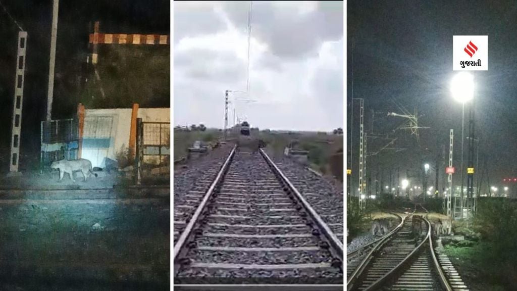 Gujarat: રેલવે ટ્રેક પર સિંહની જાનહાની ટળી, ગુજરાત વન વિભાગની સરાહનીય કામગીરી