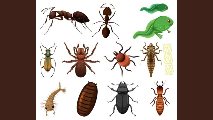 વાસ્તવમાં, આ ઉપાય એટલા અસરકારક છે કે કીડીઓ ભાગી ગયા પછી, દૂરથી જ તેની ગંધને ઓળખી લેશે અને પાછી ફરશે પણ નહીં. તો ચાલો જાણીએ કે, કીડી-મકોડા ભગાવવાના આ ઉપાયો શું છે (કુદરતી રીતે કીડીઓને ઘરમાં આવતાં કેવી રીતે રોકી શકાય). (ફોટો ક્રેડિટ - ફ્રી પીક)