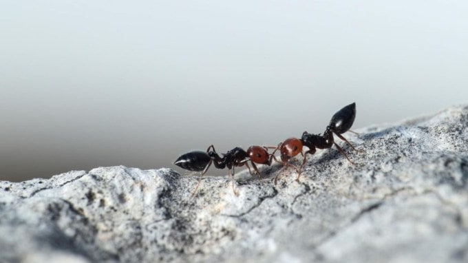 ખાટાં ફળની છાલનો પાઉડર : તમારે ફક્ત લીંબુ અને નારંગીની છાલને સાચવીને સૂકવી દેવાની છે. સૂકી છાલને ફૂડ પ્રોસેસર અથવા ગ્રાઇન્ડરમાં મૂકો અને તેને પાવડરમાં પીસી લો. જ્યાં કીડીઓ ઘરમાં પ્રવેશે છે ત્યાં છાલનો પાવડર છાંટવો. આમ કરવાથી કીડીઓ તમારા ઘરથી હંમેશા દૂર રહેશે. (ફોટો ક્રેડિટ - ફ્રી પીક)