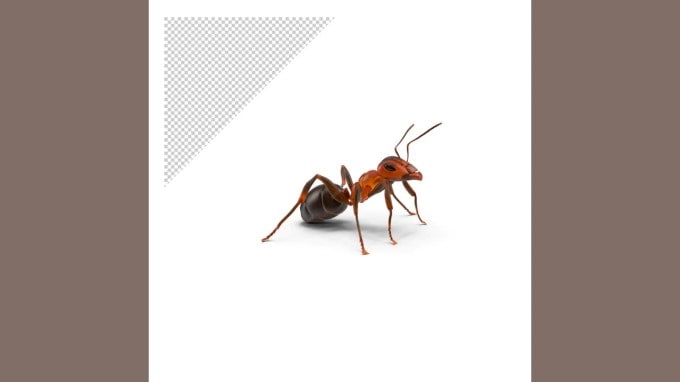 આ પદ્ધતિઓ દ્વારા તમે તમારા ઘરમાંથી કીડીઓને ભગાડી શકો છો. તેથી, જો આ સિઝનમાં તમારા ઘરમાં કીડીઓ આવે છે, તો આ વસ્તુઓનું ધ્યાન રાખો અને આ ઉપાયો અજમાવો. (ફોટો ક્રેડિટ - ફ્રી પીક)