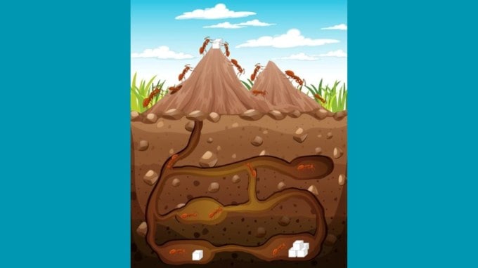 ખાંડ અને બોરેક્સ પાવડરની પેસ્ટ બનાવો : બોરેક્સ કીડીઓ માટે ખૂબ જ ઝેરી છે અને કીડી-મકોડા તેનાથી મરી જાય છે. તે કરિયાણાની દુકાનોમાં સરળતાથી મળી રહે છે. તો તમારે ફક્ત બોરેક્સ પાવડર લેવાનો છે અને તેમાં ખાંડ અને પાણી ભેળવીને પેસ્ટ તૈયાર કરવાનું છે. તેને બાઉલમાં અથવા અન્ય કોઈ પાત્રમાં રાખો. કીડીઓ આ મીઠી પેસ્ટથી આકર્ષાય છે, અને તેને લઈ પોતાની રાણી પાસે લઈ જશે. આ રીતે તમે કીડીની આખી વસાહતનો નાશ કરી શકો છે. (ફોટો ક્રેડિટ - ફ્રી પીક)