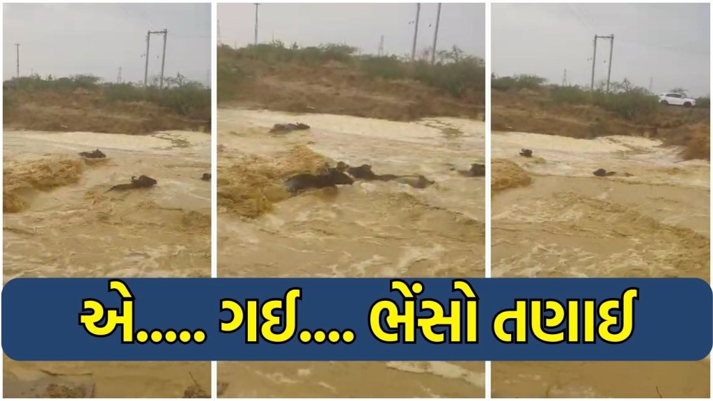 ગુજરાત વરસાદ : કચ્છના ભચાઉમાં ખોળાસરમાં નદીના ભારે પ્રવાહમાં 15 જેટલી ભેંસો તણાઈ, જુઓ વીડિયો ગુજરાત વરસાદ : કચ્છના ભચાઉમાં ખોળાસરમાં નદીના ભારે પ્રવાહમાં 15 જેટલી ભેંસો તણાઈ, જુઓ વીડિયો