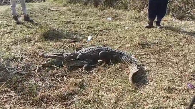 ખેડા જિલ્લામાં વન વિભાગની બેદરકારી, આગથી મગરનું મોત: ખેડા જિલ્લામાં વન વિભાગની બેદરકારીની ઘટના સામે આવી છે. જિલ્લાના પરીએજ તળાવ વિસ્તારમાં ઝાળી ઝાખડામાં અચાનક આગ લાગતા 5 મગર દાઝી ગયા હતા, જેમાં એકનું મોત થયું છે. તમને જણાવી દઈએ કે, પરવેજ તળાવ નજીક મગરોની મોટી સંખ્યા છે. ત્યારે આગ કેવી રીતે લાગી તે તપાસનો વિષય છે, વન વિભાગે કલેક્ટર સહિતને પણ જાણ ન કરી હોવાનું જાણવા મળી રહ્યું છે. અન્ય એક મગર ગંભીર રીતે દાઝતા સારવાર કરવામાં આવી રહી.