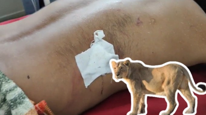 વન્યજીવ, અમરેલીના દેવરાજી ગામમાં સિંગે માલધારી યુવક પર કર્યો હુમલો : જિલ્લાના દેવરાજીયા ગામે પશુ ચરાવવા ગયેલા એક માલધારી યુવક પર અચાનક સિંહે હુમલો કર્યો છે. પ્રાપ્ત માહિતી અનુસાર, સોથાભાઈ ગેલાભાઈ પડસાલિયા નામના 30 વર્ષિય માલધારી યુવક પશુ ચરાવવા જંગલમાં ગયા હતા ત્યારે સિંહ હુમલો કર્યો હતો, જેમાં યુવકના પીઠ અને સાથળના ભાગે સિંહના હુમલામાં ઈજાઓ પહોચીં છે. સારવાર માટે અમરેલી સિવિલ હોસ્પિટલ ખસેડાયો.