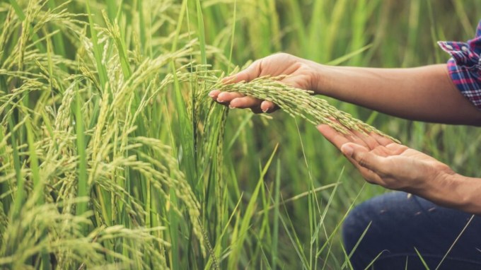 કેન્દ્ર સરકાર આબોહવા અનુકુળ બીજ વિકસાવવા ખાનગી ક્ષેત્ર, નિષ્ણાતો અને અન્યોને ભંડોળ પૂરું પાડશે. બજારમાં પ્રવેશતા 30 લાખ યુવાનોને એક મહિનાનું પીએફ યોગદાન આપીને પ્રોત્સાહિત કરવામાં આવશે.(Photo- freepik)