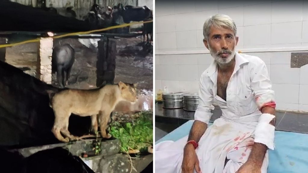Gujarat: અમરેલીમાં સિંહનો માલધારી પર હુમલો, માંડ માંડ જીવ બચ્યો, જુઓ વીડિયો Gujarat: અમરેલીમાં સિંહનો માલધારી પર હુમલો, માંડ માંડ જીવ બચ્યો, જુઓ વીડિયો