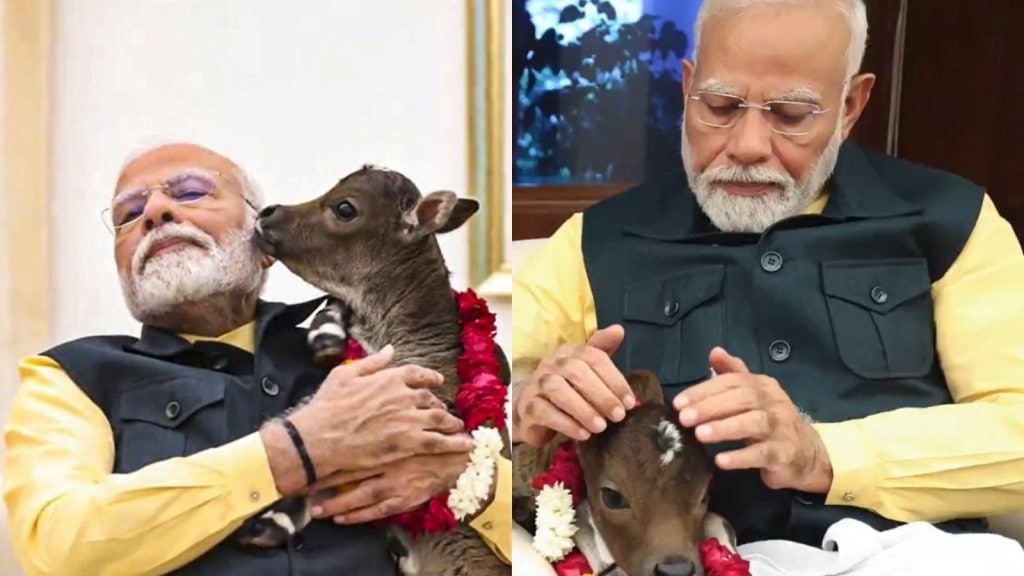 પીએમ આવાસમાં ગાયે વાછરડાને જન્મ આપ્યો, નામ રાખ્યું દીપજ્યોતિ, પીએમ મોદીએ વરસાવ્યો વ્હાલ, જુઓ વીડિયો