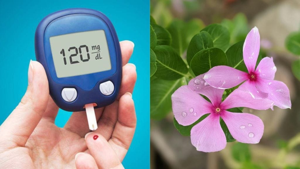 Diabetes Diet Sadabahar Flower | ડાયાબિટીસના દર્દી માટે સદાબહાર ફૂલ રામબાણ ઉપાય