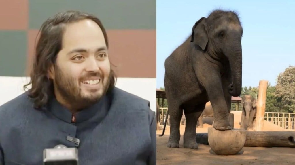 અનંત અબાંણીના વંતારામાં ત્રણ હાથીઓને મળશે નવું જીવન! કાર્ગો એરક્રાફ્ટથી પહોંચ્યા જામનગર અનંત અબાંણીના વંતારામાં ત્રણ હાથીઓને મળશે નવું જીવન! કાર્ગો એરક્રાફ્ટથી પહોંચ્યા જામનગર