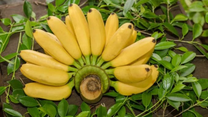 <strong>Banana : કેળા</strong><br>આ સિઝનમાં સવારે કેળાનું સેવન કરવાથી શરીરનું એનર્જી લેવલ વધે છે. આ ઉપરાંત, કેળાનું સેવન અન્ય ઘણી સમસ્યાઓમાં પણ ફાયદાકારક સાબિત થઈ શકે છે. (Photo: Freepik)