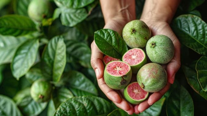 <strong>Guava : જામફળ</strong><br>જામફળનું સેવન પણ આ સિઝનમાં ખૂબ જ કરવામાં આવે છે. જામફળનું સેવન બ્લડ સુગર લેવલ કન્ટ્રોલ કરવાથી લઈને પેટની સમસ્યાઓમાં ફાયદાકારક હોવાનું કહેવાય છે. (Photo: Freepik)