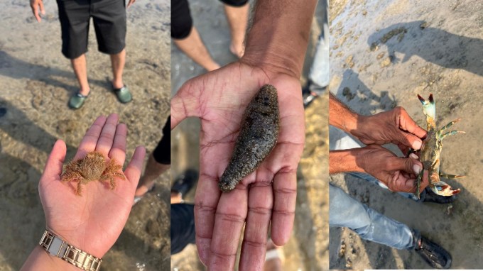 કચ્છની ખાડીમાં મરીન નેશનલ પાર્ક ભારતનું સૌ પ્રથમ દરિયાઈ પાર્ક છે. જે 1980માં સ્થાપવામાં આવ્યું હતું. આ પાર્કમાં માછલીઓની વિવધ પ્રજાતિઓ અને દુર્લભ દરિયાઈ જીવો મળી આવે છે. અહીં સાફ પાણીમાં તમને શાર્ક, દરિયાઈ કાચબા અને દરિયાઈ ઘોડા જેવા જીવ જોવા મળશે. (તસવીર: IE Gujarati)