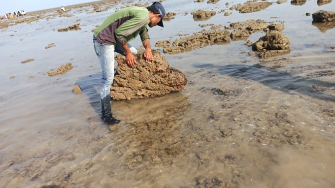 કેટલાક શ્રેષ્ઠ કોરલ રીફ ફ્રિંજ દ્રીપ પિરોટન, નારલા, અઝાદ અને પોસિટારામાં મળી આવે છે, જે મોટા ભાગે ગુજરાતીએ માટે પણ આશ્ચર્યની વાત હોય છે. અહીં 52 કોરલ પ્રજાતઓ હોય છે, જેમાં 42 કઠોર અને 10 નરમ છે. કોરલ લાખો રંગીન જાનવરોથી બનેલ હોય છે જેને પોલીપ્સ કહેવામાં આવે છે. જે શેવાળ અને અન્ય પાંદડાઓ દ્વારા વિભિન્ન પ્રકારના આકર્ષક આકાર અને સંરચનાઓની સાથે બનેલ હોય છે. (તસવીર: IE Gujarati)