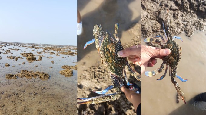 અહીં મેન્ગ્રોવ્સની 7 પ્રજાતિઓ છે, જે ખારા અને તાજા પાણીની વ્યવસ્થા વચ્ચે સંતુલન જાળવવા અને કિનારાને ધોવાણથી બચાવવા જેવા મહત્વપૂર્ણ કાર્યો કરે છે. મેન્ગ્રોવ વૃક્ષોને તેમના અનન્ય મૂળ દ્વારા ઓળખી શકાય છે, જે કાદવ અને પાણીની બહાર ઉગે છે. (તસવીર: IE Gujarati)