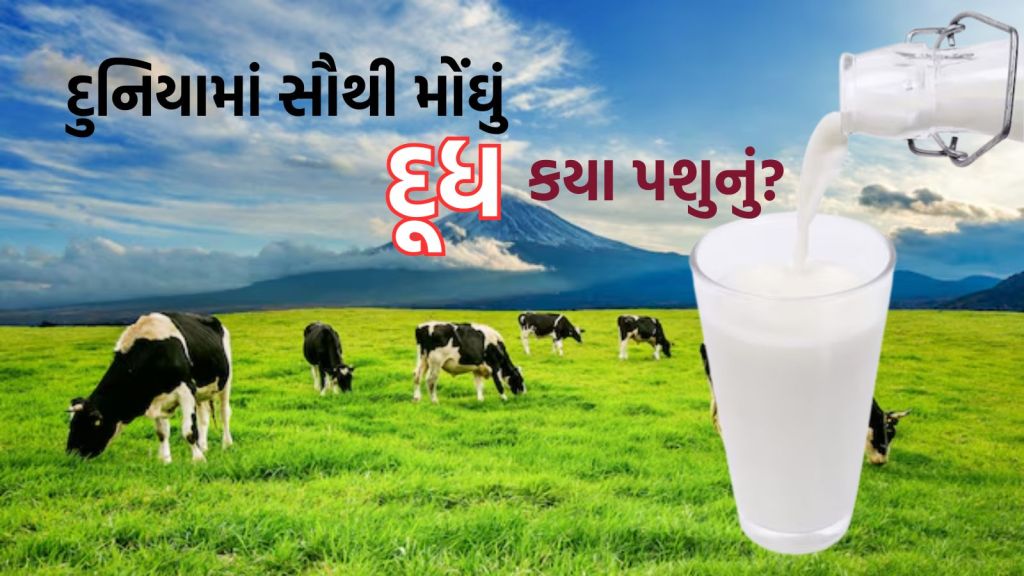 National Milk Day: ગાય કે ભેંસ નહીં આ પશુનું દૂધ દુનિયામાં સૌથી મોંઘું, 1 લીટરની કિંમત ₹ 7000, જાણો ખાસિયત