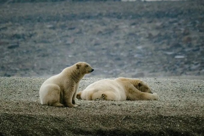 માદા જીવનસાથીના મૃત્યુ પછી આર્ટુરો ખૂબ જ દુઃખી અને ઉદાસ રહ્યો અને 3 જાન્યુઆરી, 2016 ના રોજ આર્ટુરોનું પણ 30-31 વર્ષની વયે અવસાન થયું હતું. તમને જણાવી દઈએ કે ધ્રુવીય રીંછ 25 વર્ષથી વધુ જીવતું નથી. (Photo: Pexels)