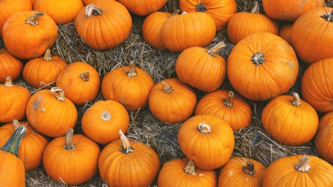 કોળું : Pumpkin<br>કોળું જે કાશીફળ, પેઠા, ભતવા, માખના જેવા અનેક નામોથી ઓળખાય છે. કોળાની ઉત્પત્તિ ભારતમાં નહીં પરંતુ હજારો માઈલ દૂર અમેરિકા-મેક્સિકોમાં થઈ છે. વૈજ્ઞાનિકોના મતે કોળું 9 હજાર વર્ષ પહેલા અસ્તિત્વમાં આવ્યું હતું. આ પછી તે અહીંથી આખી દુનિયામાં પહોંચ્યું હતું. (Photo: Freepik)