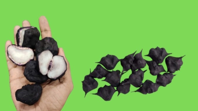 <strong>શિંગોડા: </strong>શિયાળામાં શિંગોડા ખાવા સ્વાસ્થ્ય માટે ખુબ જ ફાયદાકારક છે. તે નવેમ્બર માસથી બજારોમાં મળવાનું શરૂ થઈ જાય છે અને તે લોટના સ્વરૂમાં પણ બજારમાં મળે છે. અસ્થમા, હાઈ બ્લડ પ્રેશર, માંસ પેશીઓની નબળાઈ અને થાઈરોઈડ જેવી સમસ્યામાં શિંગોડા કારગર છે. શિંગોડાના સેવનથી વજન પણ ઘટે છે. શિંગોડામાં એન્ટી-ઓક્સીડેન્ટ ગુણ હોય છે, જે રોગપ્રતિકારક શક્તિ વધારે છે. શિંગોડાનું સેવન યુરિન ઈન્ફેક્શનથી બચાવે છે. શિંગોડા અપચો અને ઉબકા જેવી સમસ્યાઓને મટાડે છે. તે હાઈ બ્લડ પ્રેશરને પણ કંટ્રોલ કરે છે.