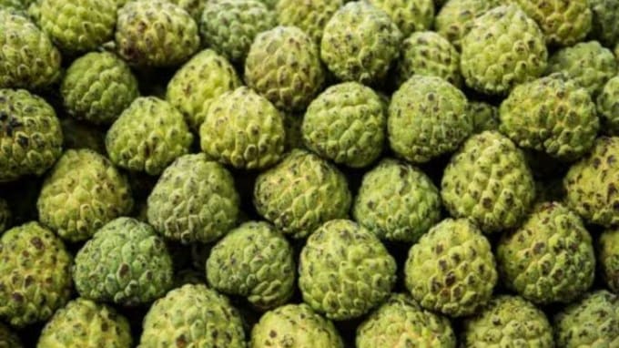 જો તમે તમારા ચહેરાને નિખારવા માંગો છો તો સીતાફળની છાલને ખૂબ જ બરછટ પીસી લો, એક ચમચી આ પાવડર, એક ચમચી ચણાનો લોટ, એક ચપટી હળદર, થોડું દૂધ અથવા દહીં એક બાઉલમાં લઈ તેની પેસ્ટ બનાવી લો અને તેને લગાવો. ચહેરો, ગરદન અથવા હાથ અને પગ ગમે ત્યાં લગાવો. ત્યાર બાદ 10 મિનિટ પછી તેને ખૂબ જ હળવા હાથે સ્ક્રબ કરીને સાફ કરો અને ચહેરો ધોઈ લો. હોમમેઇડ હર્બલ સ્ક્રબ તમને ચમકદાર બનાવશે. તો આગામી વખતે સીતાફળની છાલને ડસ્ટબિનમાં ફેંકવાને બદલે, તેમની સાથે આ અદ્ભુત વસ્તુ કરો. (તસવીર: Jansatta)