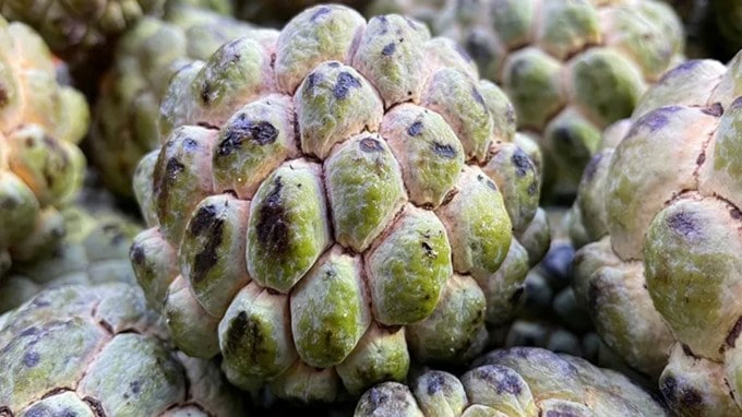 (આ લેખ સામાન્ય માહિતી માટે છે, કૃપા કરીને કોઈપણ ઉપાય અપનાવતા પહેલા ડૉક્ટરની સલાહ જરૂરથી લો) (તસવીર: Jansatta)