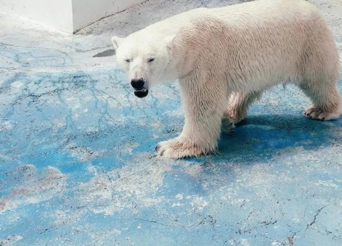 આ અરજી લૌરા મોરાલેસે દાખલ કરી હતી. ખરેખરમાં આર્ટુરો અને તેની માદા સાથી જે પાંજરામાં રહેતા હતા તે ખૂબ નાનું હતું અને તે ત્યાં પણ ગરમ હતું. ધ્રુવીય રીંછ ઠંડા સ્થળોએ રહે છે. આવી સ્થિતિમાં તેને કેનેડા ટ્રાન્સફર કરવાની માંગ પણ કરવામાં આવી હતી. (Photo: Pexels)