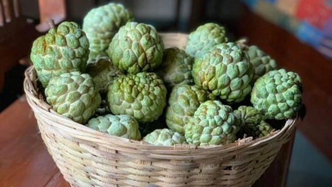 જ્યારે પણ તમે સીતાફળ ખાઓ તો તેની છાલને કચરામાં નાખશો નહી. છાલને સાફ કરીને ધોઈ લો અને તેને હળવા સૂર્યપ્રકાશમાં અથવા પંખાની નીચે રાખીને સૂકવી દો. જ્યારે સીતાફળની છાલ સંપૂર્ણપણે સુકાઈ જાય ત્યારે તેને મિક્સરમાં પીસીને ઝીણો પાવડર બનાવી લો. હવે ચાલો જાણીએ કે આ પાવડરનું શું કરવું. (તસવીર: rujutadiwekar/Instagram)