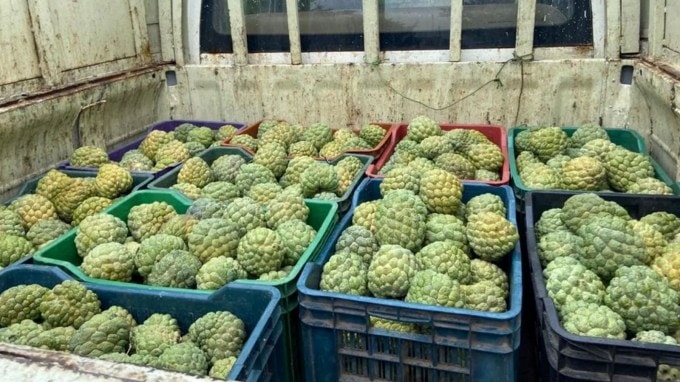 ઓક્ટોબર અને નવેમ્બર આ બે મહિનામાં મળતુ કસ્ટર્ડ એપલ એટલે કે સીતાફળ સ્વાદ અને સ્વાસ્થ્ય બંને માટે નંબર વન હોય છે, પરંતુ શું તમે જાણો છો કે તેની છાલમાં કેટલી શક્તિ છે. સીતાફળ ખાધા પછી મોટાભાગના લોકો તેની છાલ અને બીજ બંને ફેંકી દે છે. પરંતુ તેની છાલમાં તેની અંદરના પલ્પમાં રહેલા પોષણ કરતાં વધુ ફાયદા હોય છે. જાણો સીતાફળની છાલથી શું-શું કરી શકાય છે. (તસવીર: Indian Express)