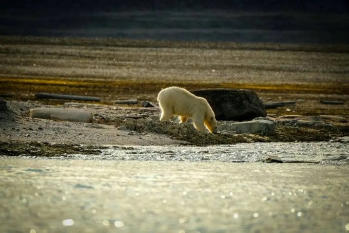 મોટાભાગના ધ્રુવીય રીંછ આર્કટિક પ્રદેશમાં જોવા મળે છે જેમાં કેનેડા, અલાસ્કા, રશિયા, ગ્રીનલેન્ડ અને નોર્વે જેવા દેશોનો સમાવેશ થાય છે. હાલમાં મોટાભાગના ધ્રુવીય રીંછ કેનેડામાં જોવા મળે છે. (Photo: Pexels)