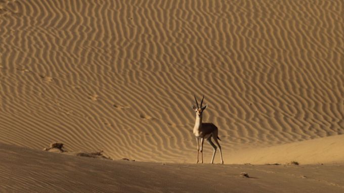 <strong>જેસલમેર ડેઝર્ટ નેશનલ પાર્ક : Jaisalmer Desert National Park</strong><br>રાજસ્થાનના જેસલમેર અને બાડમેર જિલ્લામાં ફેલાયેલું ડેઝર્ટ નેશનલ પાર્ક તેની રણ જૈવવિવિધતા માટે પ્રખ્યાત છે. 3 હજાર ચોરસ કિલોમીટરથી વધુ વિસ્તારમાં ફેલાયેલા આ રણ રાષ્ટ્રીય ઉદ્યાનમાં વિવિધ પ્રકારના પશુ-પક્ષીઓ આવેલા છે. અહીં તમે રેતીના ટેકરાઓ અને ખડકાળ ભૂપ્રદેશના અદભૂત દૃશ્યો જોઈ શકો છો. (Photo: Rajasthan Tourism)