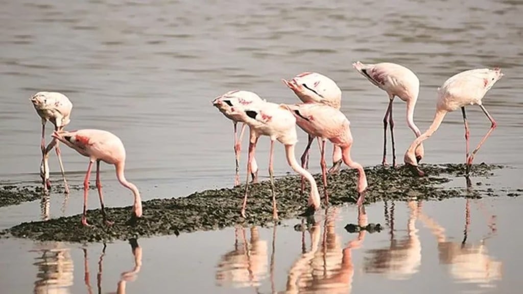 જૈવવિવિધતા હેરિટેજ સાઇટ, કુચ, ગુજરાત