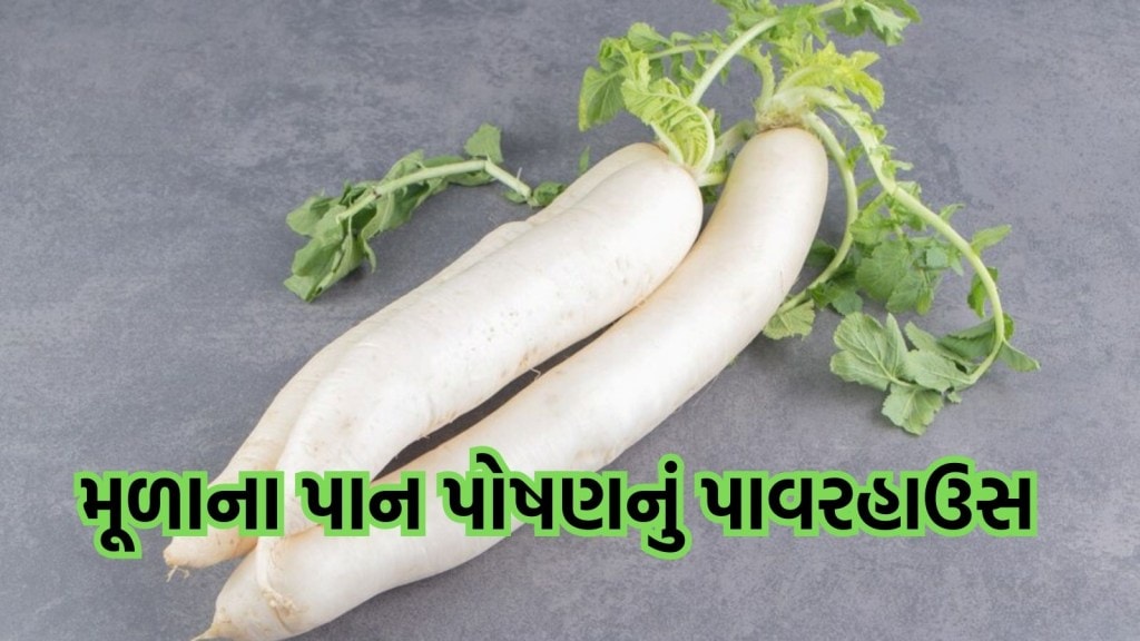 મૂળાના પાન એટલે પોષણનું પાવરહાઉસ, નિષ્ણાતો કેમ કહે છે શિયાળામાં ખાવાનું?