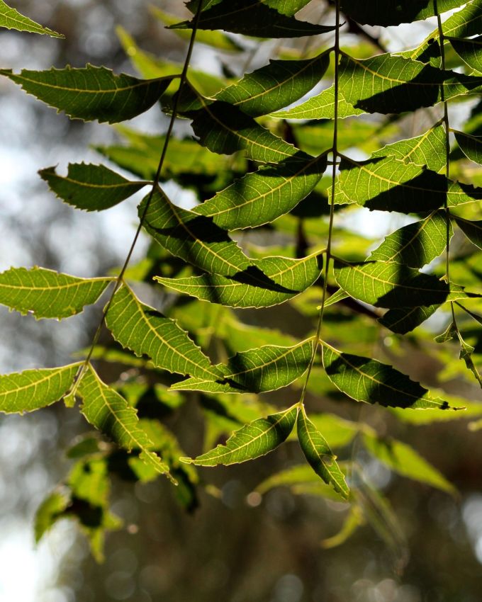 <strong>લીમડાના પાન </strong>: લીમડાના પાનને બારીક પીસી લો. આ મિશ્રણને તે જગ્યાએ લગાવી શકાય છે જ્યાંથી ગંધ આવી રહી છે. સુકાઈ ગયા બાદ તેને ગરમ પાણીથી ધોઈ લો. 