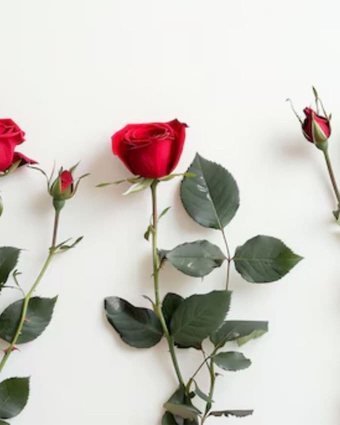 <strong>ગુલાબજળ </strong>: આ ઉપરાંત નહાવાના પાણીમાં થોડું ગુલાબજળ ઉમેરી શકાય. જે ભાગોમાં વધુ પડતો પરસેવો થતો હોય તેના પર કોટન બોલથી ગુલાબજળ લગાવી શકાય છે. 20 મિનિટ પછી ધોઈ લો. જેથી પરસેવાની ગંધથી બચી શકાય છે.